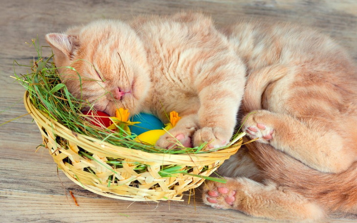 Zbiórka Zajączek dla Kociaków - zdjęcie główne