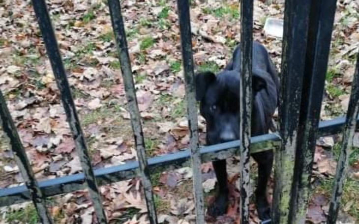 Zbiórka Na psią karmę i koszty leczenia - zdjęcie główne