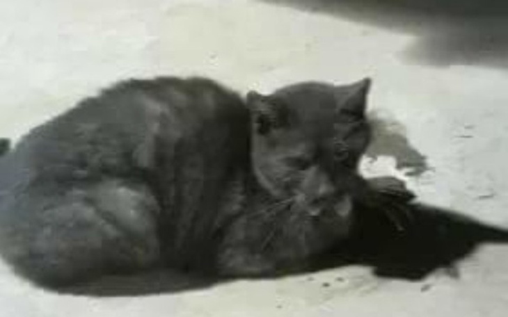 Zbiórka Nowe życie  dla Oficerka - zdjęcie główne