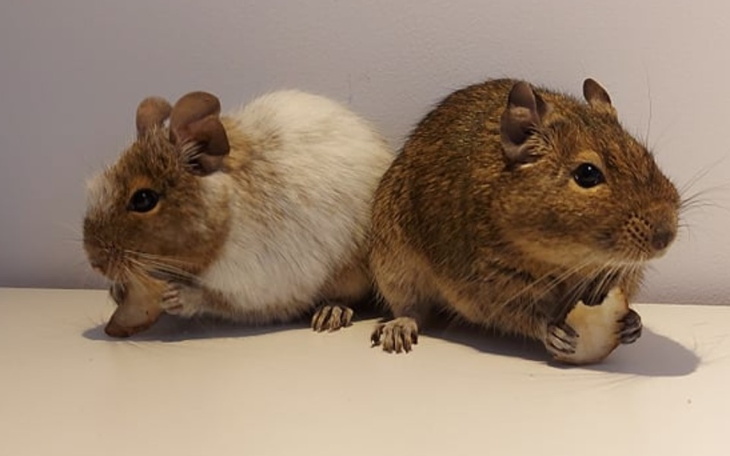 Zbiórka Koszatniczki potrzebują pomocy - zdjęcie główne