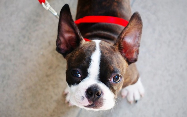 Zbiórka Boston - moje marzenie - zdjęcie główne