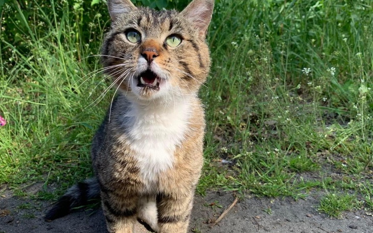 Zbiórka na jedzenie dla kota szkolnego - zdjęcie główne