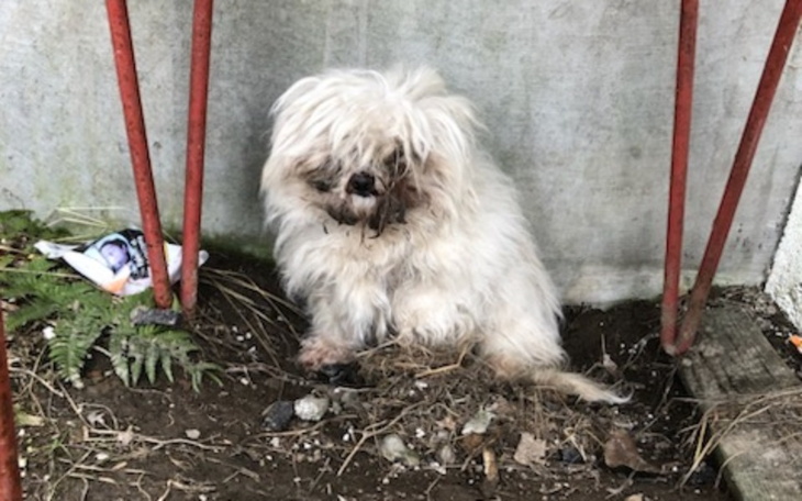 Zbiórka Na lepsze życie Basi - zdjęcie główne