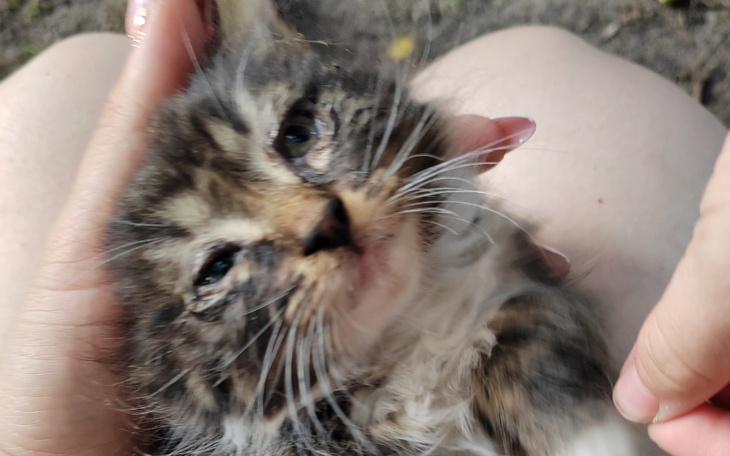 Zbiórka Na karmę i szczepienie kociaków - zdjęcie główne