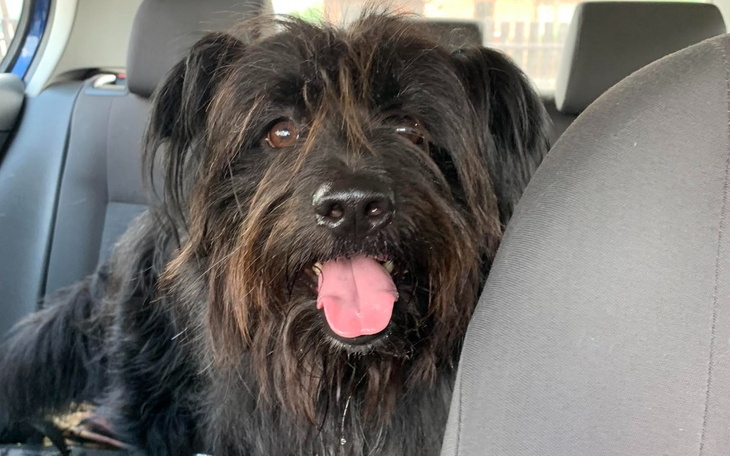 Zbiórka Dyzio-pies z lasu zbiera na weta - zdjęcie główne