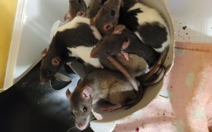 Zbiórka Na leczenie pasożytów. - zdjęcie główne