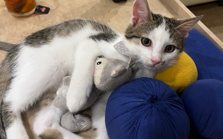 Zbiórka Bella prosi o szansę na życie - zdjęcie główne