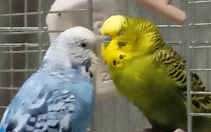 Zbiórka Walczymy o życie Simby - zdjęcie główne