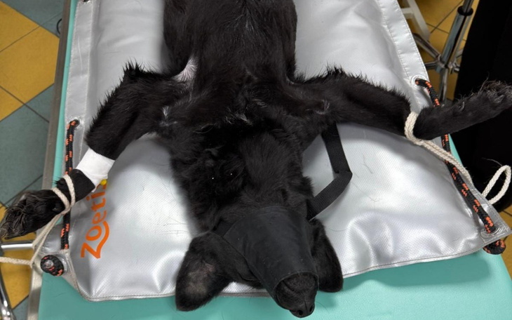 Czarny pies na stole operacyjnym, przygotowany do zabiegu.