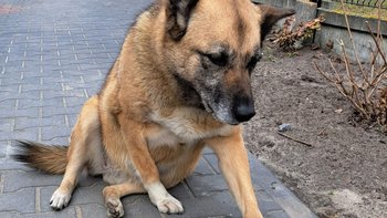 Zbiórka Nuka chce żyć bez bólu - miniaturka zdjęcia