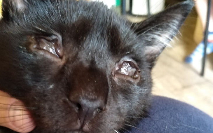 Zbiórka Niebieska Sfora prosi o wsparcie - zdjęcie główne