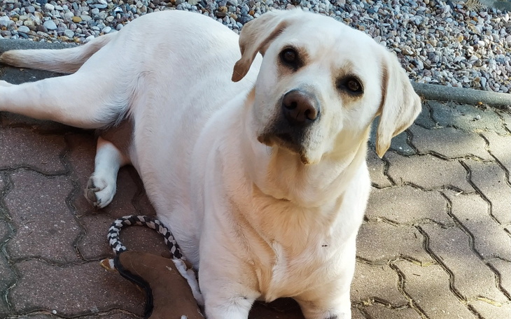 Labrador leżący na chodniku, patrzący w obiektyw.