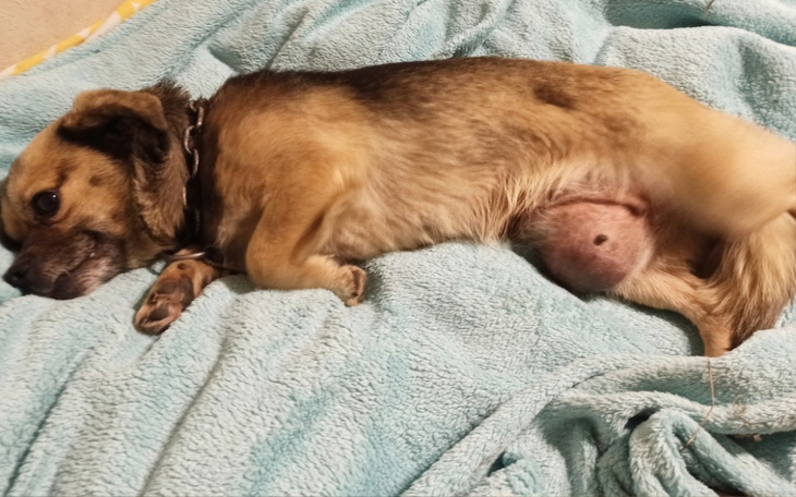 Zbiórka Maleńka z guzem jak pilka - zdjęcie główne