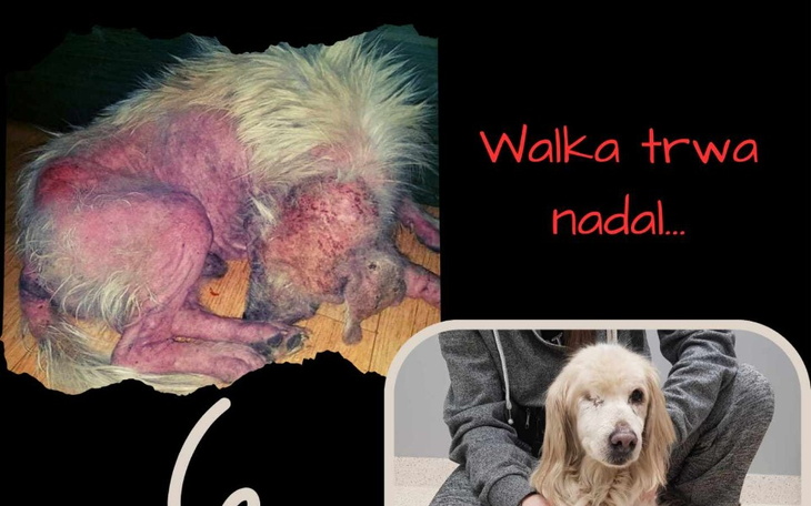 Zbiórka Gremlin-walka Białego Wojownika - zdjęcie główne