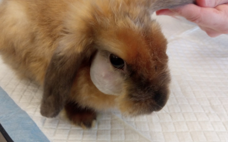 Zbiórka Psikus z chorymi zębami - zdjęcie główne