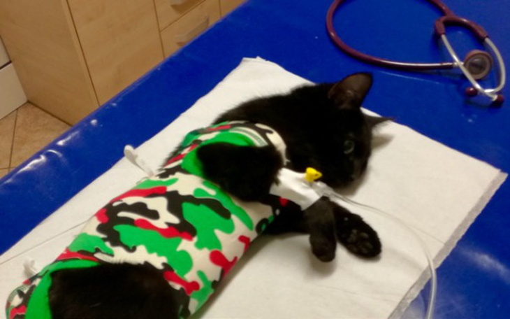 Zbiórka StopPrzemocy!🐾 Pomóżmy Bajce - zdjęcie główne