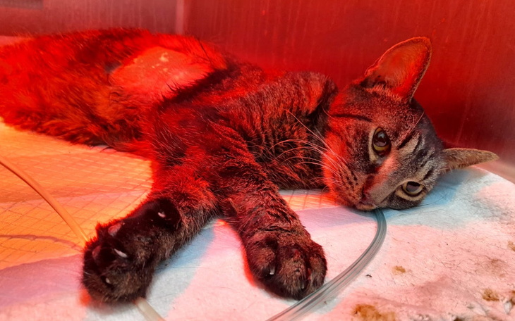 Chory kot leżący na łóżku, w czerwonym świetle.