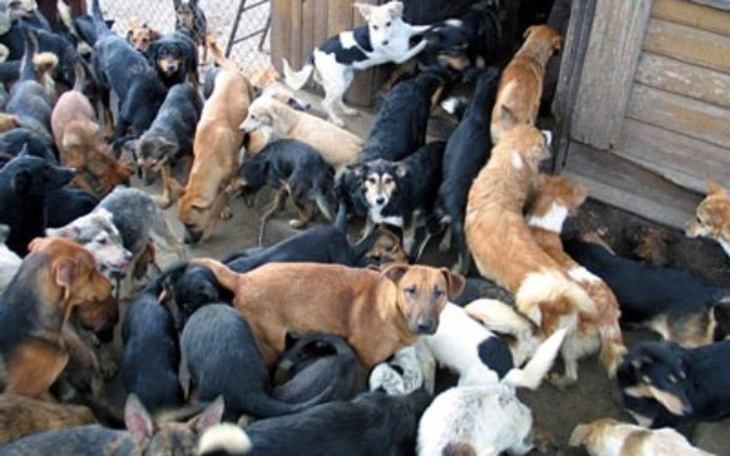 Zbiórka Schroniska dla zwierząt - zdjęcie główne