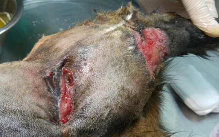 Zbiórka Sunia z raną w szyi - zdjęcie główne