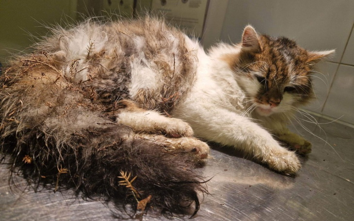 Zbiórka Składamy pogruchotane kości - zdjęcie główne