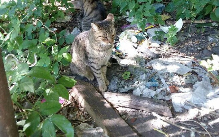 Zbiórka Koty żyjące w stercie śmieci :( - zdjęcie główne