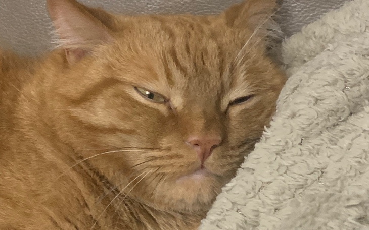 Zbiórka Na leczenie Tokio - zdjęcie główne