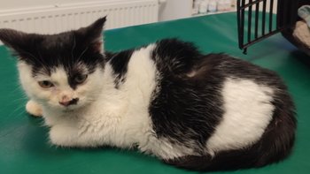 Zbiórka Koteczka Kiki - miniaturka zdjęcia