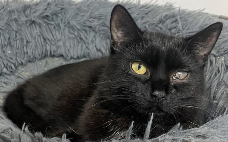 Czarny kot leży na szarym kocu, z wyrazistymi oczami.