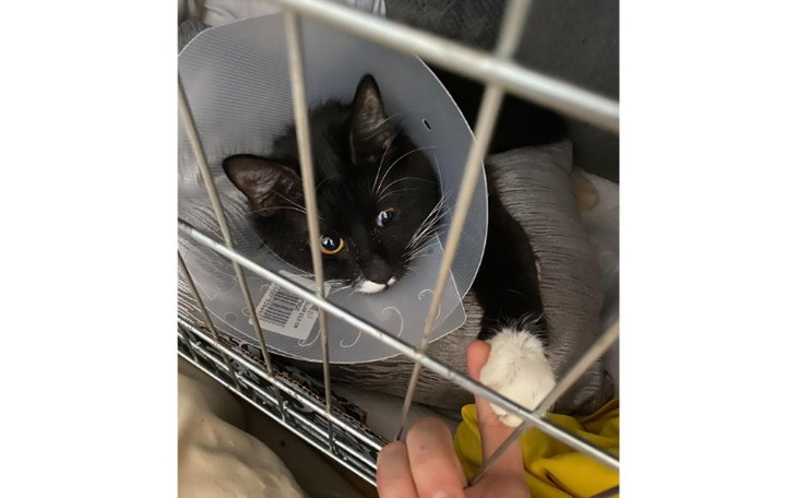 Zbiórka OPERACJA I REHABILITACJA Kotka - zdjęcie główne