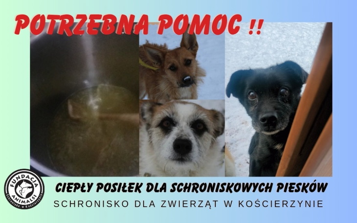 Zbiórka Ciepły posiłek dla piesków - zdjęcie główne