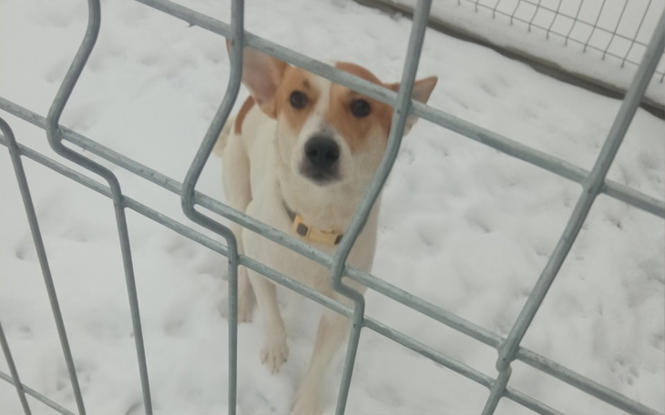 Pies w zimowej scenerii, patrzący przez ogrodzenie.