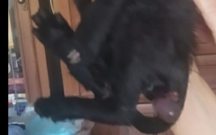 Zbiórka Wyrzucony kocio wypadnięty odbyt - zdjęcie główne