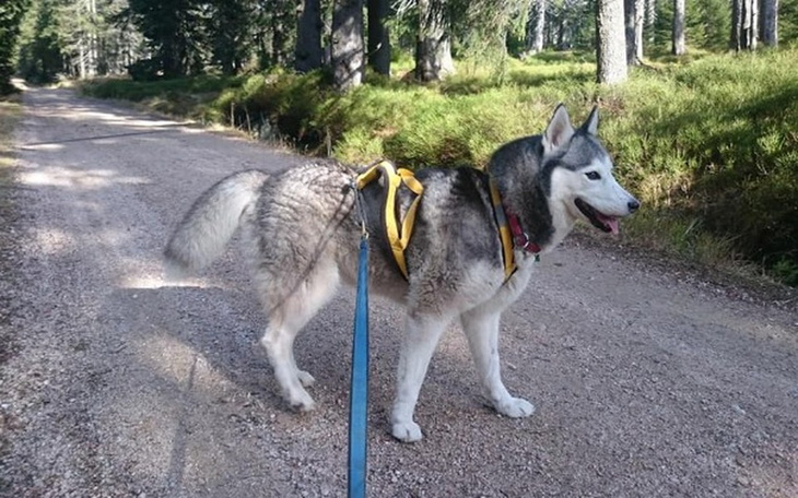 Zbiórka Pomóżmy Junie wrócić na szlak! - zdjęcie główne