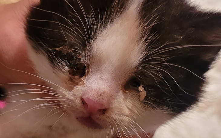 Zbiórka Ratujemy kotki październik - zdjęcie główne