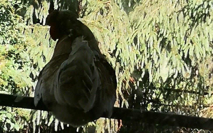 Ptak siedzący na gałęzi, w tle zieleń drzew.