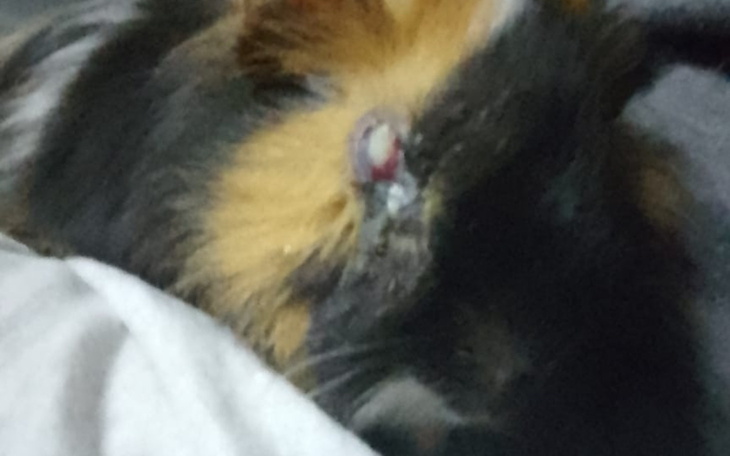 Chomik z charakterystycznym futrem w zbliżeniu.