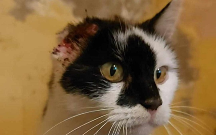 Kot z uszkodzoną małżowiną uszną, patrzy z niepokojem.