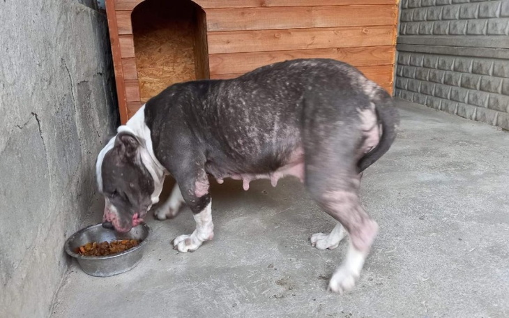 Zbiórka Ratujemy Niunie - zdjęcie główne