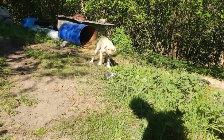 Zbiórka psy z interwencji - zdjęcie główne