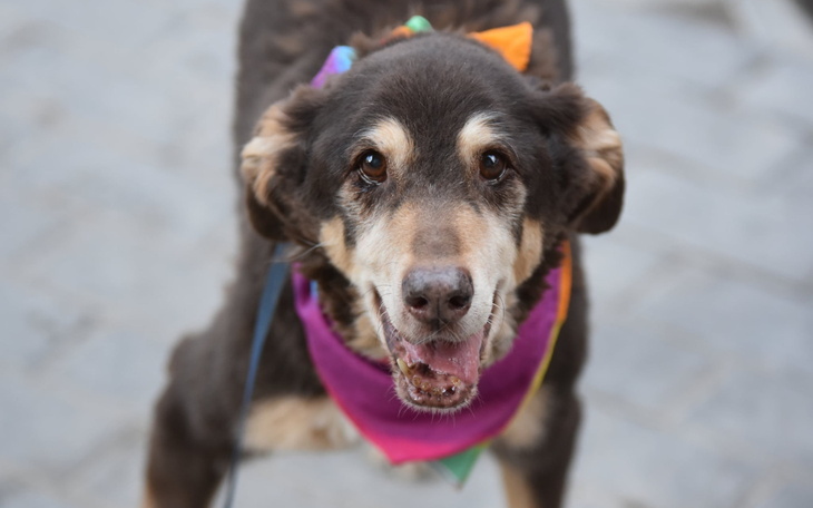 Starszy pies z radosnym wyrazem twarzy, w kolorowej chustce.