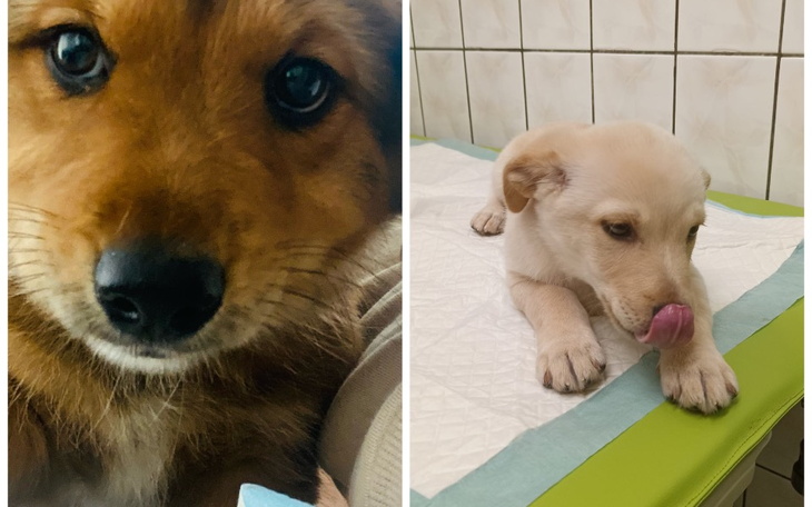 Zbiórka W końcu będą zadbane - zdjęcie główne