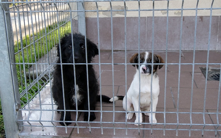 Zbiórka Pomoc psich przyjaciół - zdjęcie główne