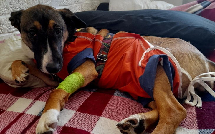 Zbiórka Pomoc dla Luńci - zdjęcie główne