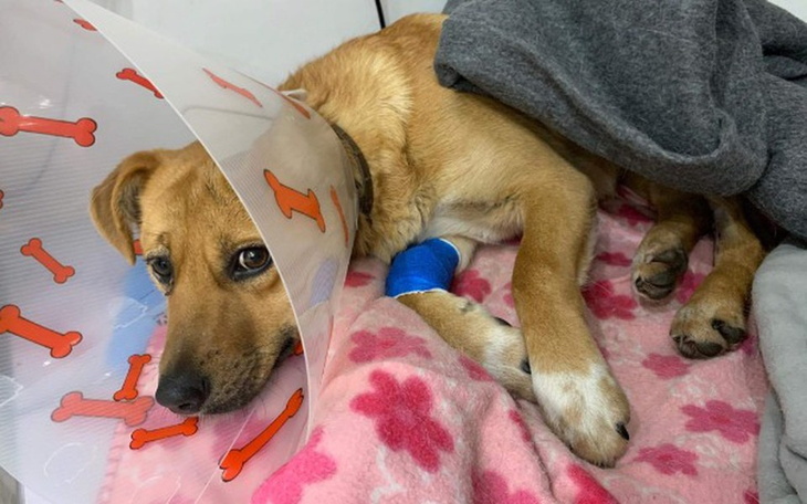 Zbiórka Bajcik chce SPRAWNIE ŻYĆ - zdjęcie główne