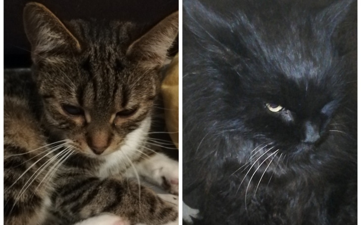 Zbiórka Pola i Farcik chcą żyć... - zdjęcie główne