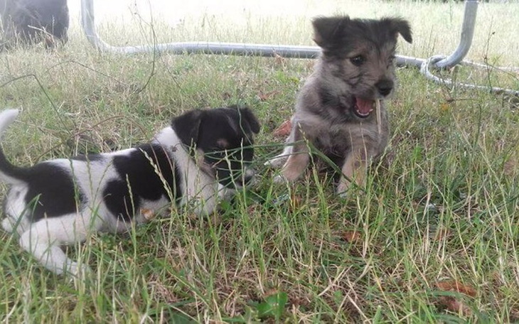 Zbiórka Szczeniaki z nory 😥 - zdjęcie główne