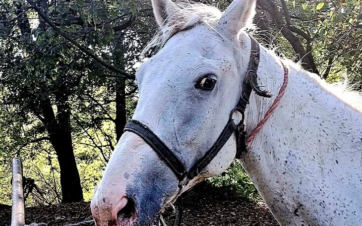 Biały koń patrzy w obiektyw, w tle drzewa.