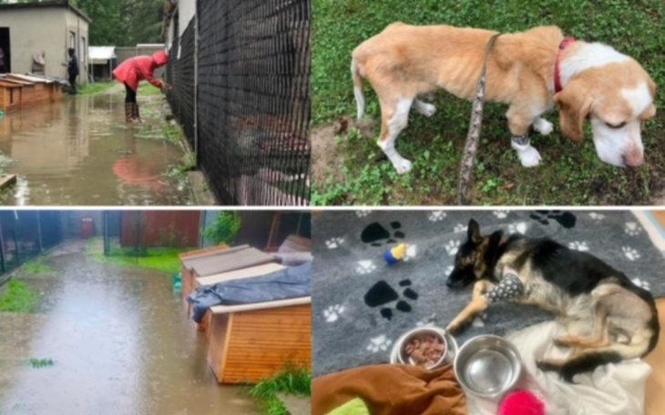 Zalane podwórko i psy w trudnej sytuacji.