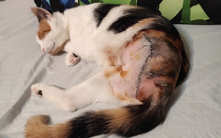 Zbiórka Amputacja nóżki - zdjęcie główne