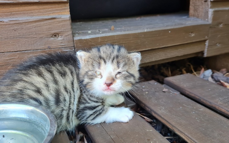 Zbiórka Chore bezdomne kociaki - zdjęcie główne
